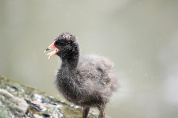 the dusky moorhen chick is a water bird which has all black fluff with an orange and yellow frontal shield