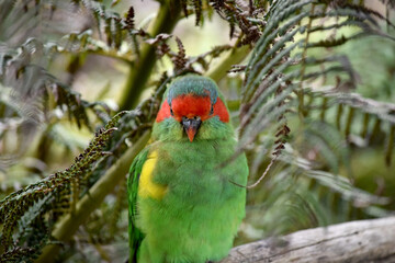 The musk lorikeet is mainly green and it is identified by its red forehead, blue crown and a distinctive yellow band on its wing.