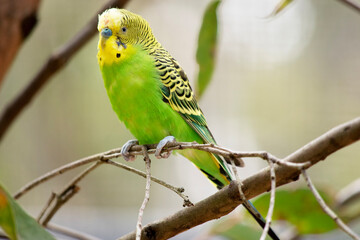 Parakeets are pale green with black bars on their backs, heads, and wings.