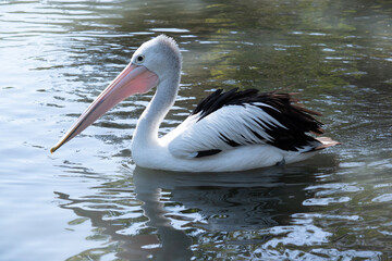 This is a side view of  an Australian pelican