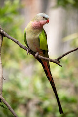 the princess Alexandra parrot has a pink neck and a light blue head and green wings