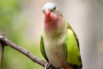 the princes parrot has a pink neck and a light blue head and green wings