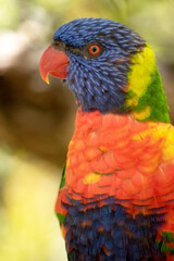 The rainbow lorikeet has a bright yellow-orange/red breast, a mostly violet-blue throat and a yellow-green collar.