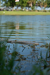 grass and reflection