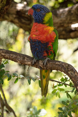 The rainbow lorikeet has a bright yellow-orange/red breast, a mostly violet-blue throat and a yellow-green collar.