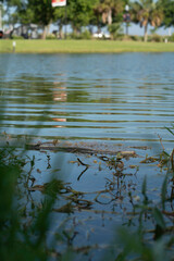 grass and water reflection