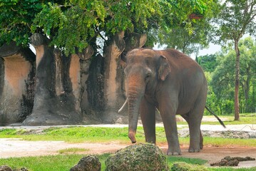 Fototapeta premium The Asian elephant is a large mammal native to Southeast Asia. It's known for its intelligence, social structure, and endangered status due to habitat loss and poaching.