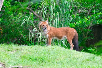 Cuon, also known as the Dhole, is a social canid species native to Asia, facing threats from habitat loss and human conflict.