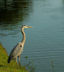 great blue heron
