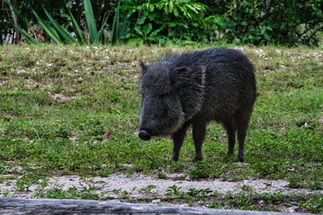 Collared peccary: pig-like mammal in Americas.