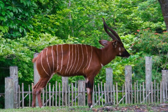 The bongo is a large, forest-dwelling antelope native to Africa. It has a striking reddish-brown coat with white stripes, long horns, and is known for its elusive nature.