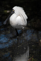The royal spoonbill is a large white sea bird with a black bill that looks like a spoon. The royal spoonbill has yellow eyebrows and black legs