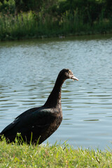 duck on the lake