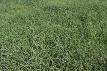 Rhodes grass also called Chloris gayana plant