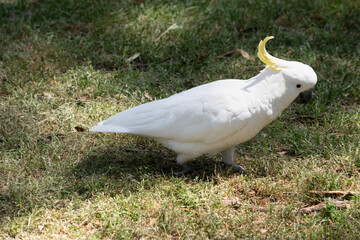 The sulphur crested cockatoo is a white bird with a yellow crest.