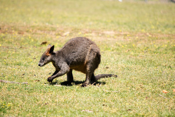 The swamp wallaby has dark brown fur, often with lighter rusty patches on the belly, chest and base of the ears.