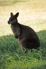The swamp wallaby has dark brown fur, often with lighter rusty patches on the belly, chest and base of the ears.