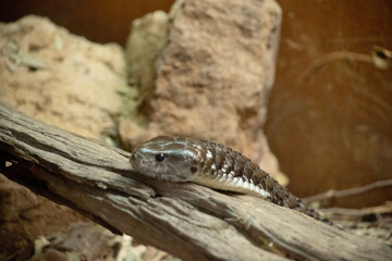 The tiger snake is a large and highly venomous snake of southern Australia,