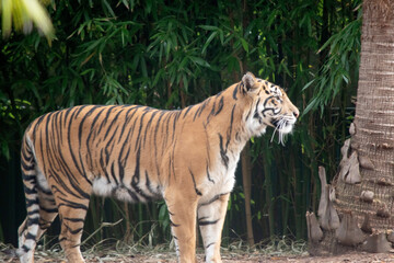 the tiger is watching over her cubs