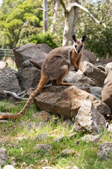 The Yellow-footed Rock-wallaby is brightly coloured with a white cheek stripe and orange ears. It is fawn-grey above with a white side-stripe, and a brown and white hip-stripe.