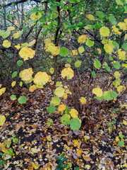 Autumn Foliage, Glasgow, Scotland