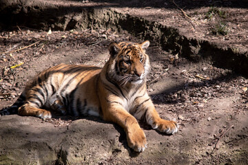 Young tigers have all their stripes and markings. They are learning to be powerful hunters while...