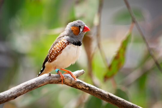 the male zebra finch has a grey body with a white under belly with a black and white tail. It has orange cheeks and black stripe on its face