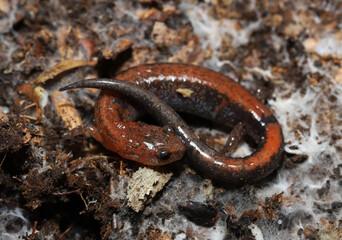 Coiled-up redback salamander (Plethodon cinereus) with the distinctive read stripe that gives the species its name. 