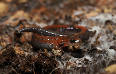 Close-up of the head and face of a red-backed salamander (Plethodon cinereus) living under a log in the forest floor of North America. 