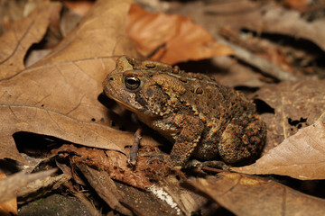 Naklejka premium Side view of an American Toad (Anaxyrus americanus) sitting on the dead leaves of a forest understory. Observed in Ohio in the spring. 