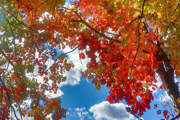 red maple leaves