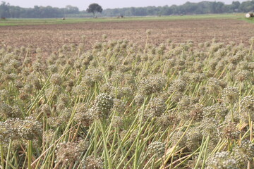 dried and ripe onion flower on farm
