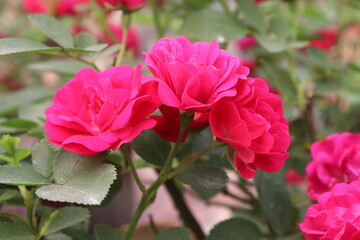 rose plant on nursery for sell