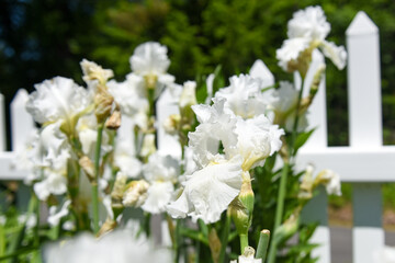 Bunch of White Irises Against a White Fence in a Garden