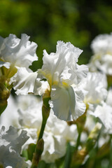 Closeup of a White Iris with Shimmery Petals and Yellow Centers