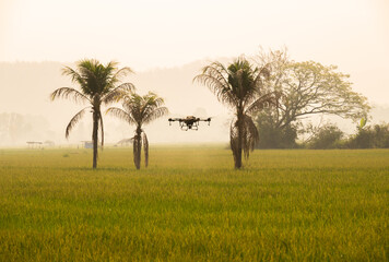 Agriculture drone flying over rice field for monitor and spraying fertilizer in paddy field of...