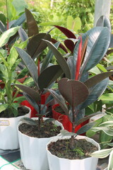 Rubber fig plant on nursery