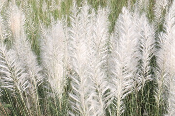 Saccharum spontaneum flower plant on jungle