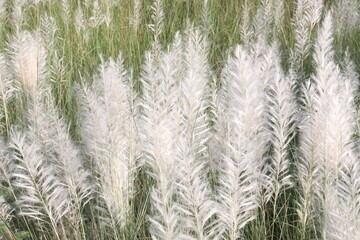 Saccharum spontaneum flower plant on jungle