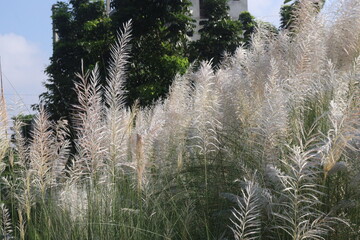 Saccharum spontaneum flower plant on jungle