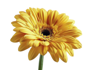 Bright yellow gerbera daisy on a white background, showcasing its vibrant petals and intricate details of its central disk.