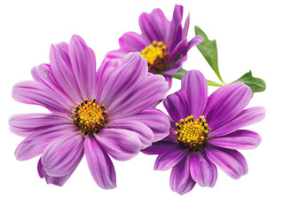 Close-up of three vibrant purple flowers with delicate petals and yellow centers, isolated on a...