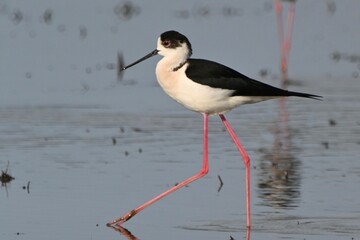 セイタカシギさん