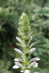 A cluster of white flowers