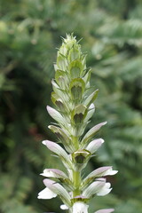 A cluster of white flowers