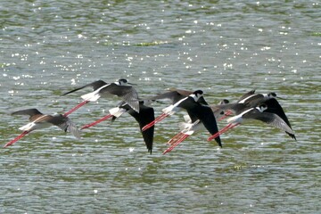 セイタカシギさん
