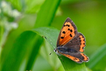 butterfly on a flower
