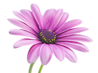 Close-up image of a vibrant purple daisy flower with green stem and detailed petals isolated on a white background.