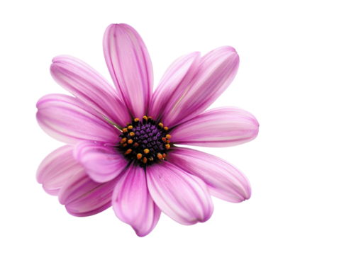 Close-up of a vibrant pink flower with delicate petals and a dark center, isolated on a white background, perfect for floral and botanical themes.