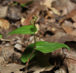 Close-up of a Canda Mayflower, Maianthemum canadense, on the forest floor.  The white flowers are now gone, and replaced by small round berries that are not yet ripe. 